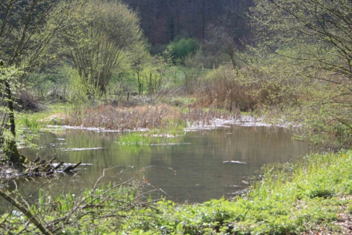 Philosophie an Naturschauplätzen - "Gedankenwandern"