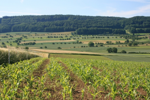 Landwirtschaft früher - heute - morgen?