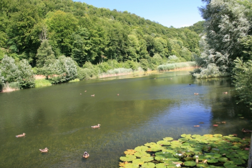 Wasser - Lebenselixier und Biotope im Karst